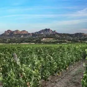 vitigno sardo della Gallura